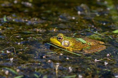 Yeşil kurbağa - Lithobates clamitans (Rana Clamitans). Farklı yerlerden ve farklı zaman dilimlerinden gelen bir dizi yeşil kurbağa fotoğrafı. Yeşil kurbağa, erkeğin üreme mevsiminde sarı boğazı vardır..