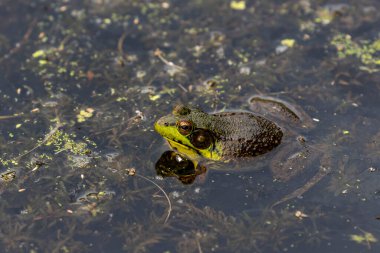 Yeşil kurbağa - Lithobates clamitans (Rana Clamitans). Farklı yerlerden ve farklı zaman dilimlerinden gelen bir dizi yeşil kurbağa fotoğrafı. Yeşil kurbağa, erkeğin üreme mevsiminde sarı boğazı vardır..