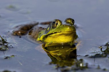 Yeşil kurbağa - Lithobates clamitans (Rana Clamitans). Farklı yerlerden ve farklı zaman dilimlerinden gelen bir dizi yeşil kurbağa fotoğrafı. Yeşil kurbağa, erkeğin üreme mevsiminde sarı boğazı vardır..