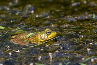 Yeşil kurbağa - Lithobates clamitans (Rana Clamitans). Farklı yerlerden ve farklı zaman dilimlerinden gelen bir dizi yeşil kurbağa fotoğrafı. Yeşil kurbağa, erkeğin üreme mevsiminde sarı boğazı vardır..