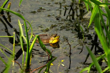Yeşil kurbağa - Lithobates clamitans (Rana Clamitans). Farklı yerlerden ve farklı zaman dilimlerinden gelen bir dizi yeşil kurbağa fotoğrafı. Yeşil kurbağa, erkeğin üreme mevsiminde sarı boğazı vardır..