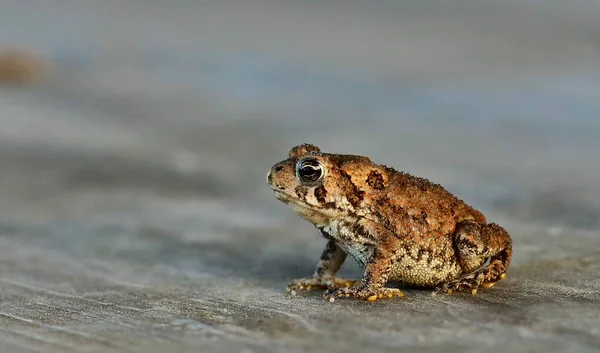 The young  eastern American toad (Anaxyrus americanus americanus)