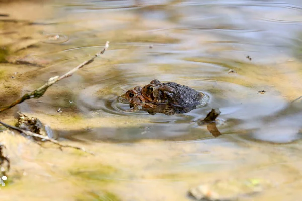The eastern American toad (Anaxyrus americanus americanus)Subspecies American toad in the spring during reproduction