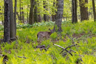 Geyik. Beyaz kuyruklu geyik aynı zamanda beyaz kuyruklu geyik ya da otlaktaki Virginia geyiği olarak da bilinir. Beyaz kuyruklu geyik, Wisconsin ve Oklahoma 'nın vahşi yaşam sembolüdür.