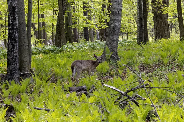 Geyik. Beyaz kuyruklu geyik aynı zamanda beyaz kuyruklu geyik ya da otlaktaki Virginia geyiği olarak da bilinir. Beyaz kuyruklu geyik, Wisconsin ve Oklahoma 'nın vahşi yaşam sembolüdür.