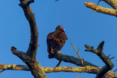 Hindi akbabası (Cathartes aura). Hindi akbabası bir leş yiyicidir ve neredeyse tamamen leşlerle beslenir.