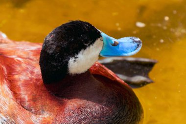 Rudy duck (Aythya americana). Rudy ördeği mavi gagalı, doğal ortamda sakin suda yüzüyor.