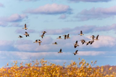 Daha büyük beyaz önlü kaz (Anser albifron). Uçan büyük beyaz önlü ev sürüsü 
