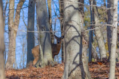Beyaz kuyruklu geyik veya Virginia geyiği (Odocoileus virginianus) 