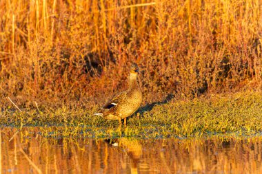 The Mallard - vahşi ördek (Anas platyrhynchos)
