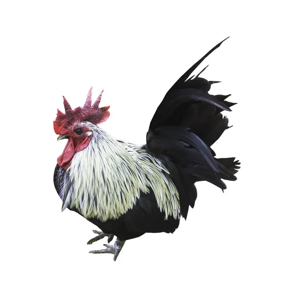 Chicken Isolated White Clipping Path — Stock Photo, Image