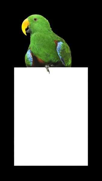 Green Parrot Witn Empty White Area Isolated Black Clipping Path — Stock Photo, Image