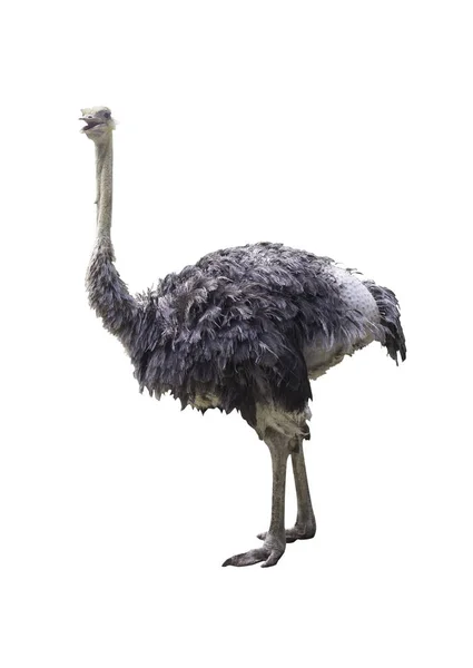 Ostrich Isolated White Clipping Path — Stock Photo, Image