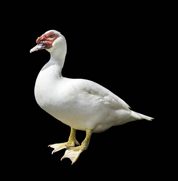 Muscovy Duck Isolated Black Clipping Path — Stock Photo, Image