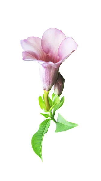Όμορφο Ρόδινο Λουλούδι Πράσινα Φύλλα Που Απομονώνονται Λευκό Διαδρομή Αποκοπής — Φωτογραφία Αρχείου