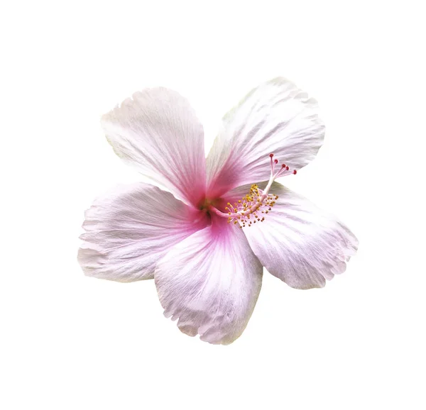 Hibisco Rosa Isolado Branco Com Caminho Recorte — Fotografia de Stock