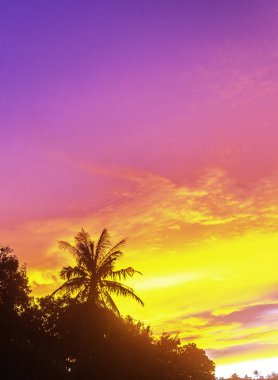 Siluet Hindistan cevizi hurma ağacı günbatımı gökyüzü arka plan