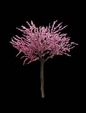 Siyah arka plan üzerine izole pembe sakura ağacı