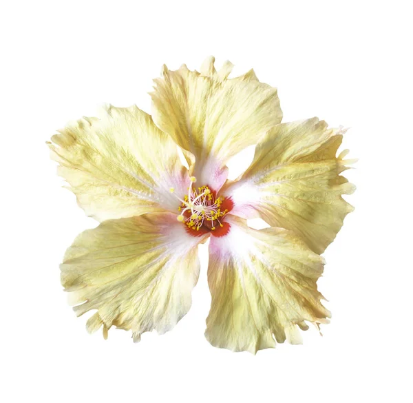 ऑरेंज हिबिस्कस फूल अलग — स्टॉक फ़ोटो, इमेज