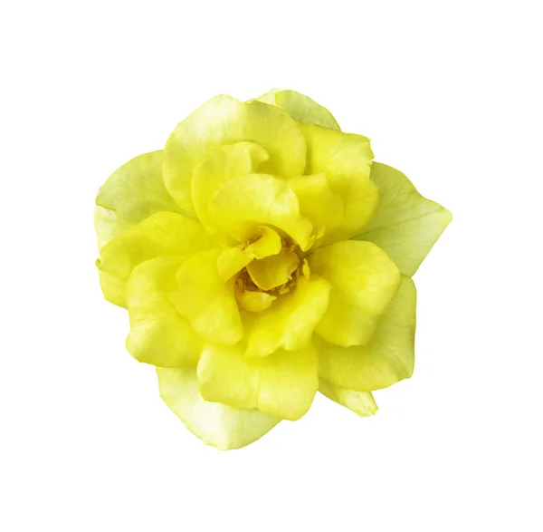 Żółty kwiat róży na białym tle — Zdjęcie stockowe