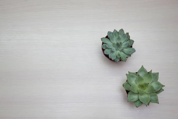 Suculentas Macetas Sobre Fondo Madera Claro Vista Desde Arriba Con — Foto de Stock