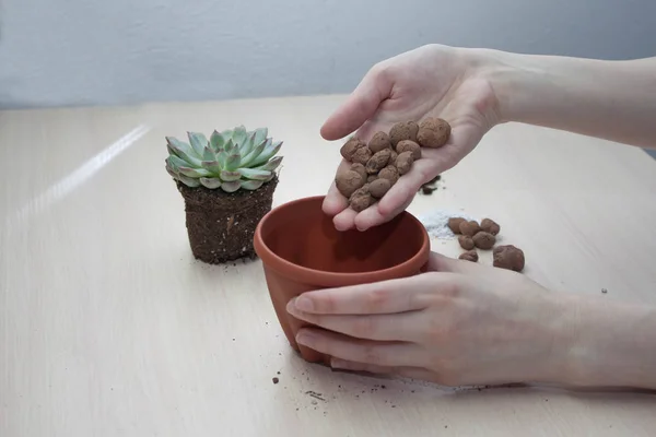 自宅で多肉移植 多肉移植 多肉移植プロセス 女性の手は植物を移植する — ストック写真