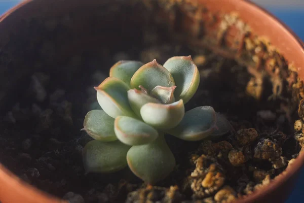 Closeup Green Leaf Succulent Plant Soft Focus Blurred Background Macro — Stock Photo, Image