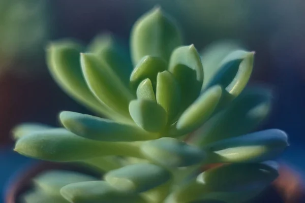 Κοντινό Πράσινο Φύλλο Από Χυμώδες Φυτό Απαλή Εστίαση Και Θολή — Φωτογραφία Αρχείου