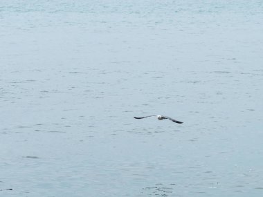 Martılar veya uçan martılar