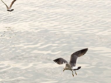 Martılar veya uçan martılar