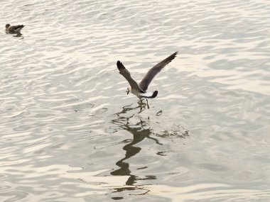 Martılar veya uçan martılar