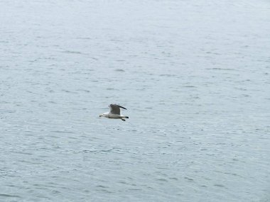 Martılar veya uçan martılar