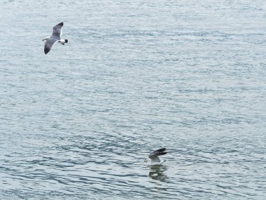 Martılar veya uçan martılar