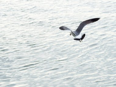 Martılar veya uçan martılar