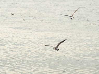 Martılar veya uçan martılar