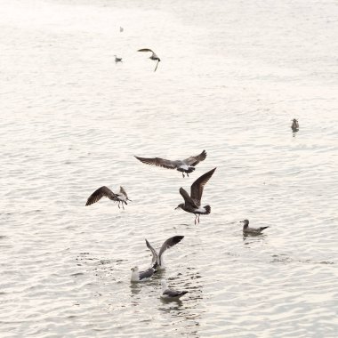 Martılar veya uçan martılar