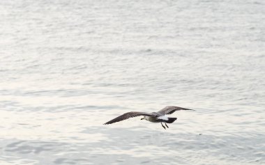 Martılar veya uçan martılar