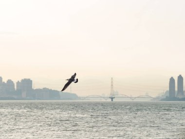 Martılar veya uçan martılar