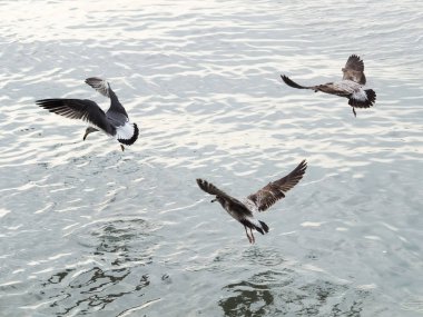 Martılar veya uçan martılar