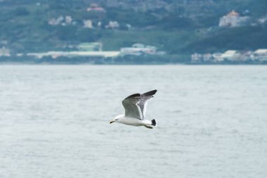 Martılar veya uçan martılar