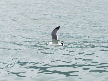 Martılar veya uçan martılar