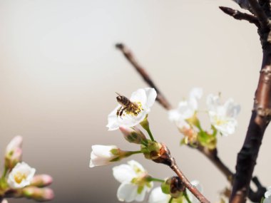 arka plan olarak kiraz çiçekleri