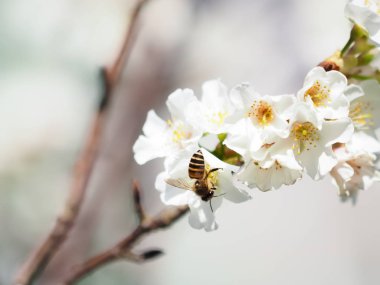 arka plan olarak kiraz çiçekleri