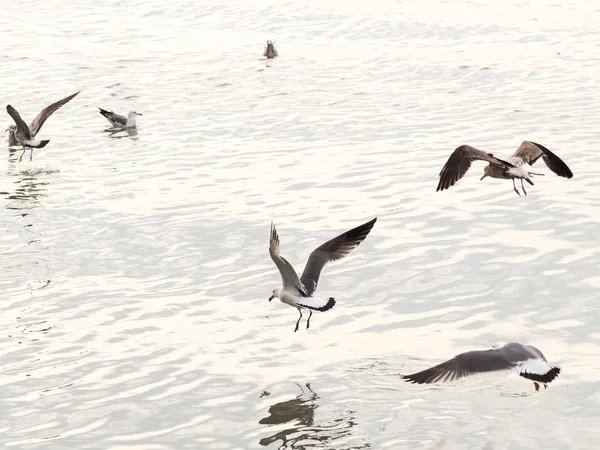 Las Gaviotas Gaviotas Volando — Foto de Stock