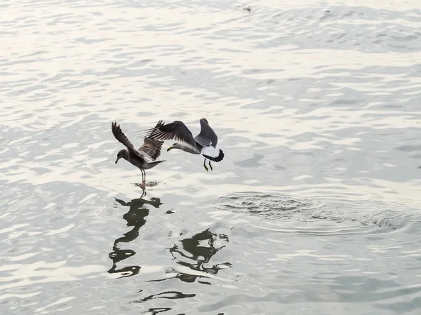 Gulls Seagulls Flying — Stock Photo, Image