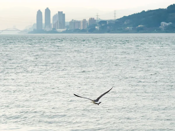 Gulls Seagulls Flying — Stock Photo, Image