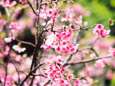 Arka plan olarak pembe kiraz