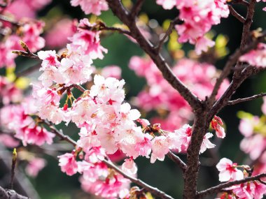 Arka plan olarak pembe kiraz