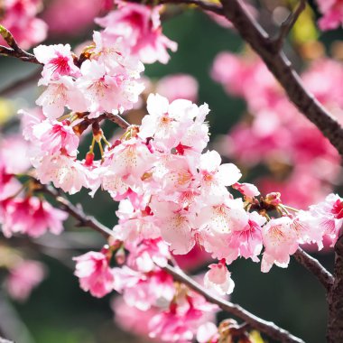 Arka plan olarak pembe kiraz