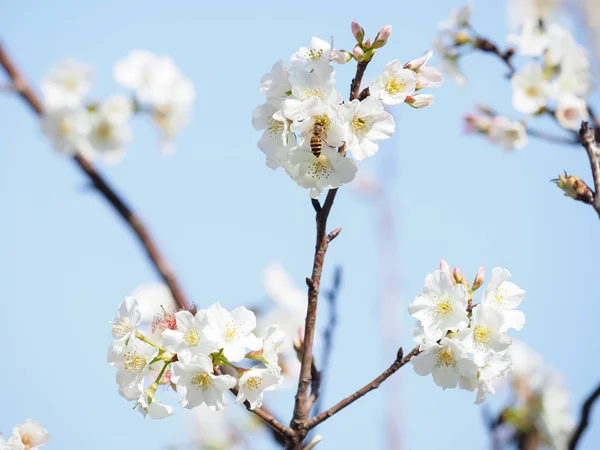 Kirschblüten Als Hintergrund — Stockfoto